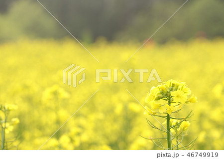 菜の花 46749919