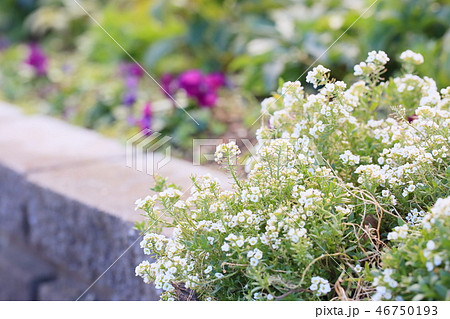 スイートアリッサムの花 スイートアリッサムの花 46750193