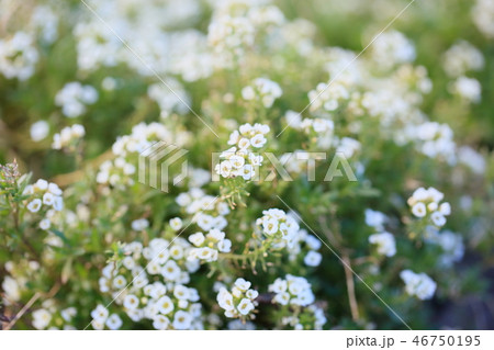 スイートアリッサムの花 46750195