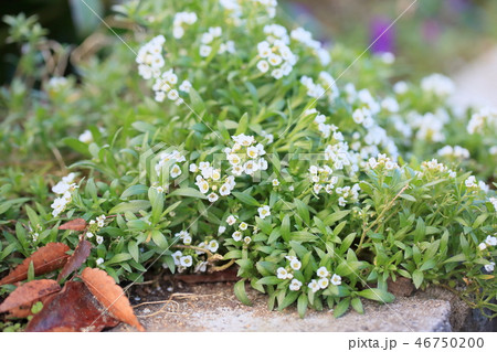 スイートアリッサムの花 46750200