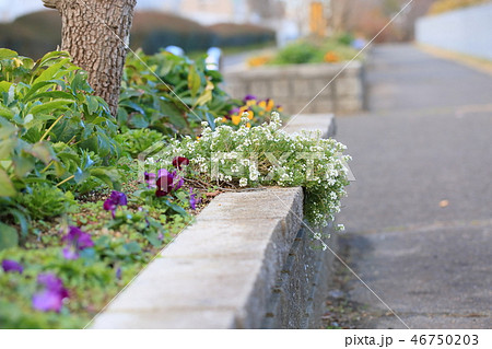 スイートアリッサムの花 46750203