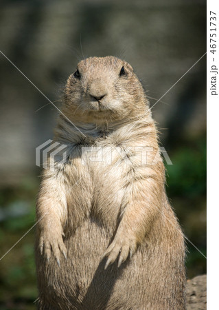 The European ground squirrel. 46751737
