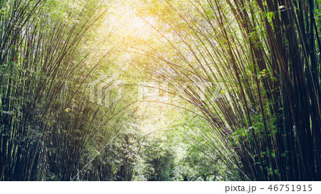 Background of green bamboo forest. Background of green bamboo forest. 46751915