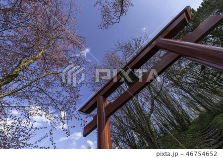 鳥居と桜 鳥居と桜 46754652