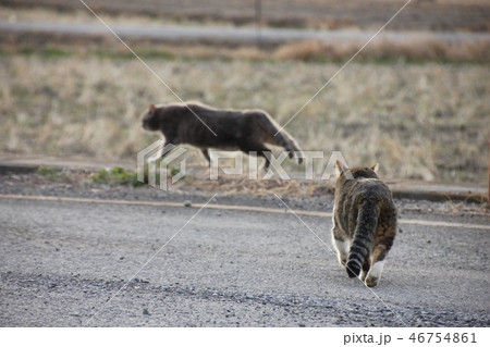 猫の写真素材