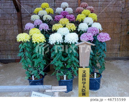 菊花展・・・三本立花壇 46755599
