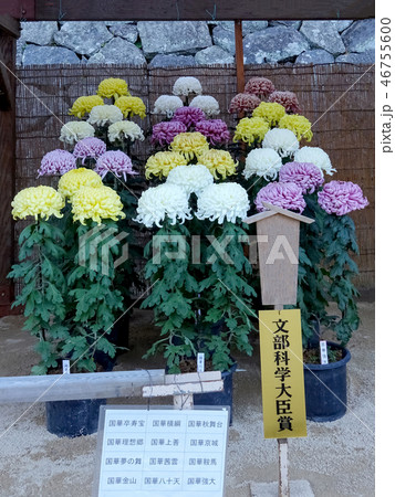 菊花展・・・三本立花壇 46755600