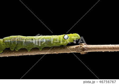 Oleander hawk-moth  Caterpillar  46756767