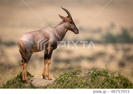 Topi stands in profile on rocky mound Topi stands in profile on rocky mound 46757055