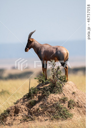 Topi standing on earth mound in savannah Topi standing on earth mound in savannah 46757058