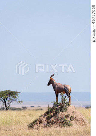 Topi standing on earth mound on savannah Topi standing on earth mound on savannah 46757059