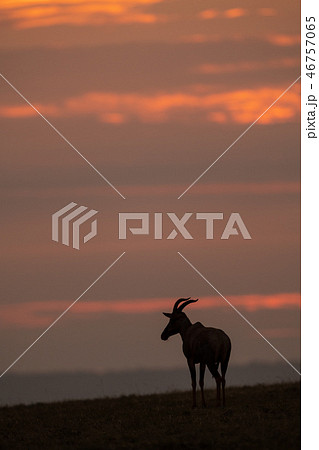 Topi in silhouette at sunset on horizon Topi in silhouette at sunset on horizon 46757065
