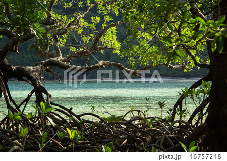 Mangrove tree at Surin Island.thailand Mangrove tree at Surin Island.thailand 46757248