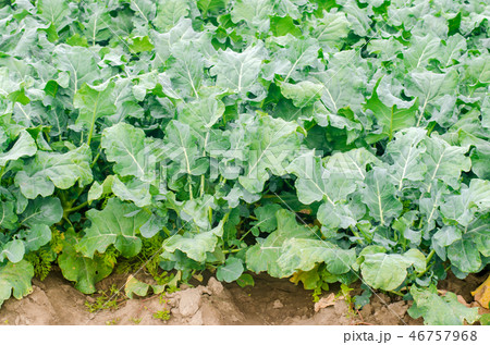 broccoli growing in the field. fresh organic broccoli growing in the field. fresh organic 46757968