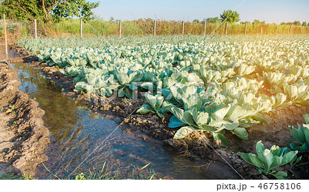 natural watering of agricultural crops, irrigation natural watering of agricultural crops, irrigation 46758106