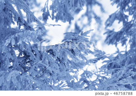 Frosty branches of spruce in winter forest 46758788