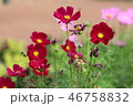 Colorful cosmos flower in garden. 46758832