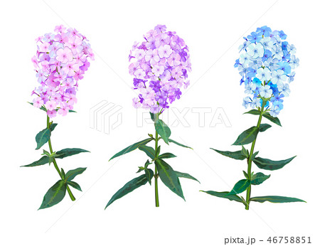 Phlox spring flowers 46758851