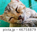 Cat closeup sleeping 46758879