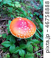 Mushroom fly agaric amanita 46758888