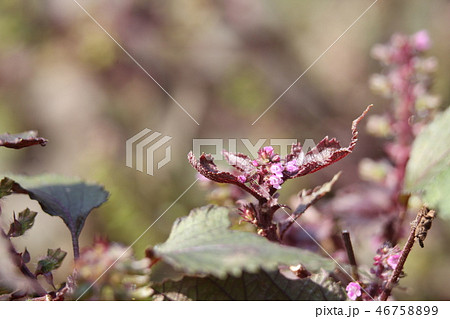 シソの花 46758899