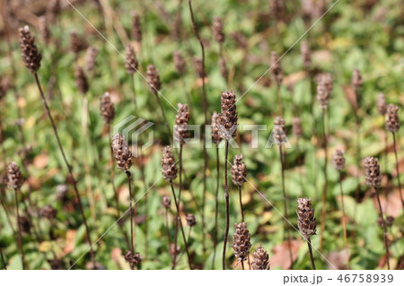 ウツボグサ ウツボグサ 46758939