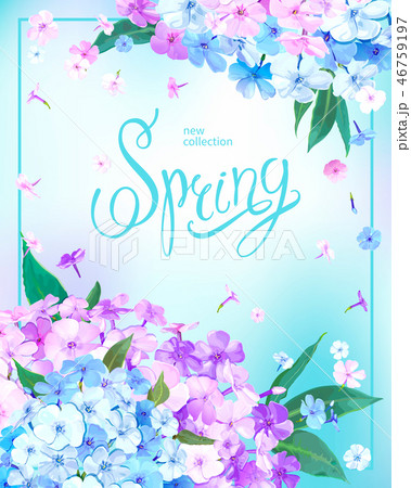 Spring background with Phlox 46759197