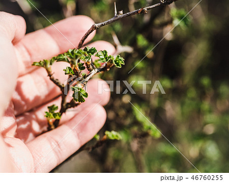 Trees with buds, rays of the spring sun Trees with buds, rays of the spring sun 46760255