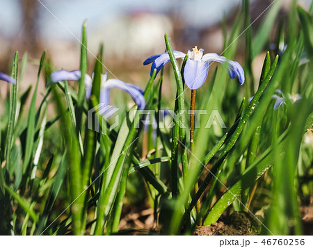 Early, bright, spring crocus and scilla flowers Early, bright, spring crocus and scilla flowers 46760256