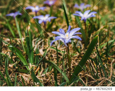 Early, bright, spring crocus and scilla flowers Early, bright, spring crocus and scilla flowers 46760269