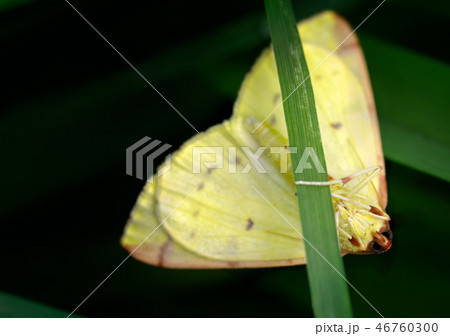 Brimstone Moth, Opisthograptis luteolata, Hiding. Brimstone Moth, Opisthograptis luteolata, Hiding. 46760300