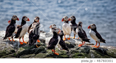 Atlantic Puffin, Fratercula arctica in a group. Atlantic Puffin, Fratercula arctica in a group. 46760301
