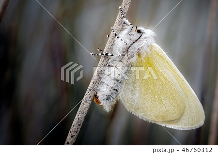 White satin Moth at Ainsdale Local Nature Reserve. White satin Moth at Ainsdale Local Nature Reserve. 46760312