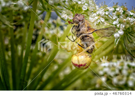 Comb-footed Spider with a freshly caught fly. Comb-footed Spider with a freshly caught fly. 46760314