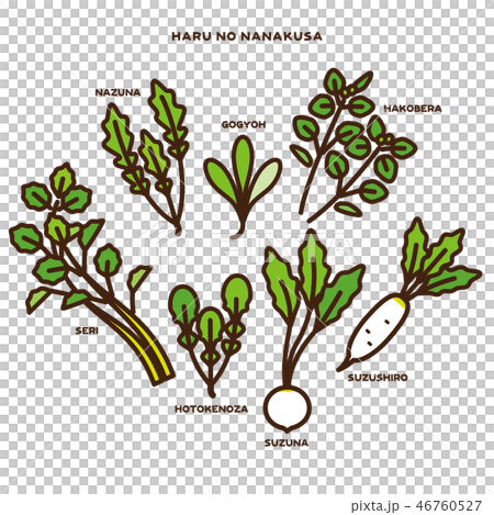 キセツイロイロ 春の七草のイラスト素材