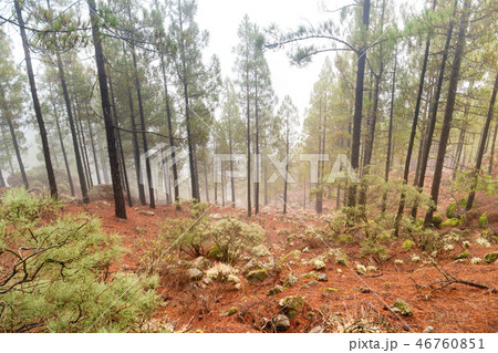 Nature lanscape of foggy pine forest Nature lanscape of foggy pine forest 46760851