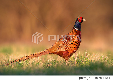 Common pheasant, phasianus colchicus male cock with clear blurred background. Common pheasant, phasianus colchicus male cock with clear blurred background. 46761184