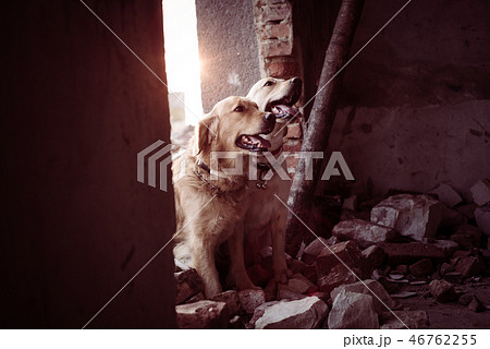 Dog looking for injured people in ruins. Dog looking for injured people in ruins. 46762255