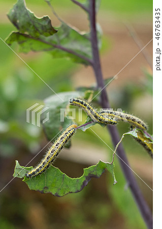 The Caterpillar Larvae Of The Cabbage White The Caterpillar Larvae Of The Cabbage White 46763435