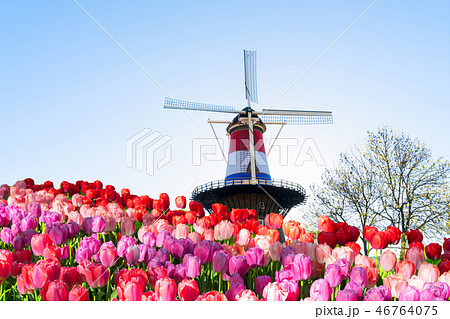 Windmill of Leiden Windmill of Leiden 46764075