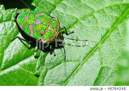 アカスジキンカメムシ 46764248