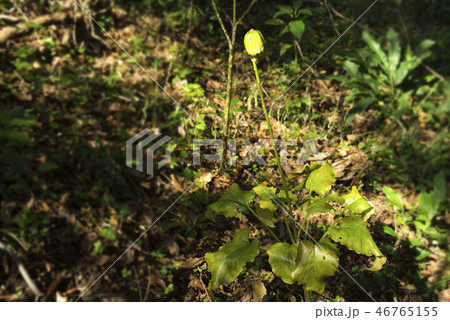 秋の野草の実 秋の野草の実 46765155