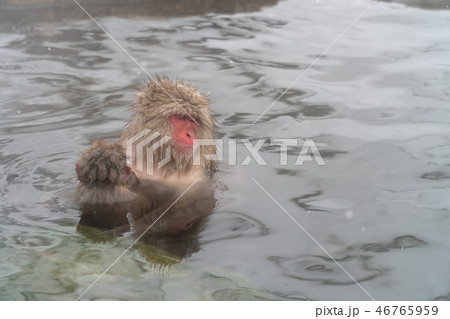 温泉につかる親子のニホンザル 46765959