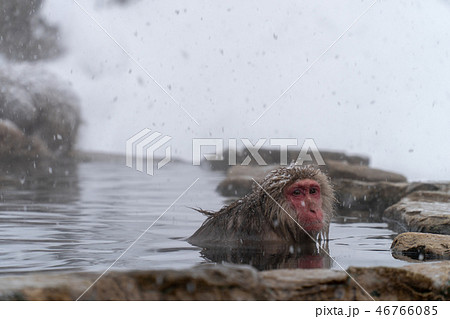 地獄谷野猿公苑の温泉につかってリラックスするニホンザル(snow monkey) 地獄谷野猿公苑の温泉につかってリラックスするニホンザル(snow monkey) 46766085