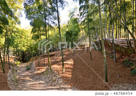 竹の径 向日市 京都府 竹の径 向日市 京都府 46766454
