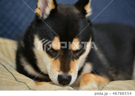 柴犬の日常 柴犬の日常 46766554