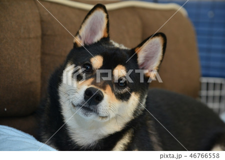 柴犬の日常 柴犬の日常 46766558