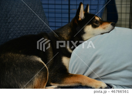 柴犬の日常 柴犬の日常 46766561