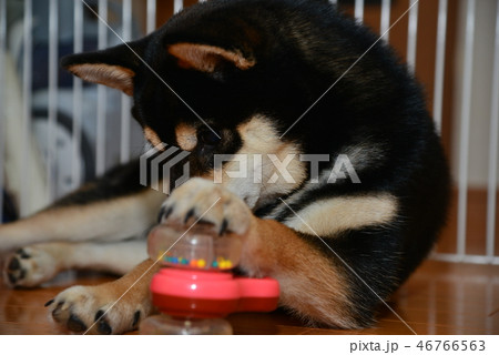 柴犬の日常 46766563