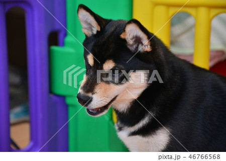 柴犬の日常 柴犬の日常 46766568